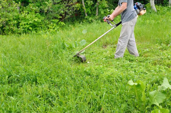 Backyard Weed Clearing