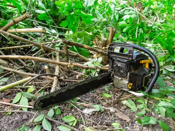 Backyard Shrub Clearing