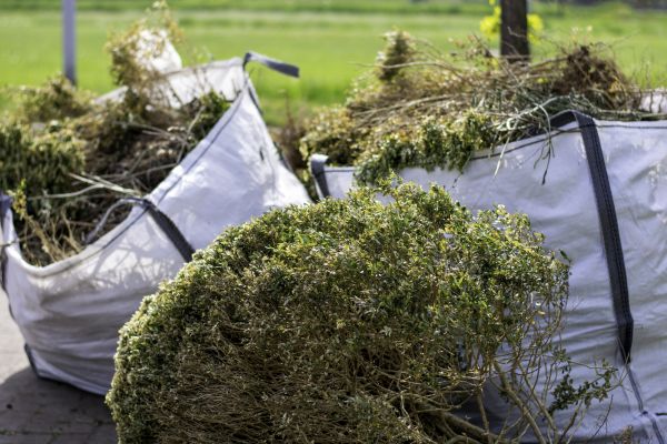 Backyard Shrubbery Removal