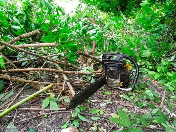 Backyard Shrub Removal