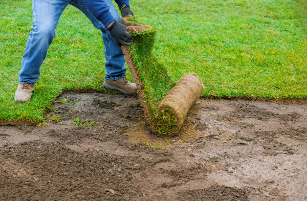 Bluegrass Sod Placement