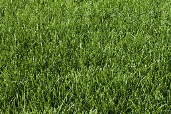 Bluegrass Sod Laying