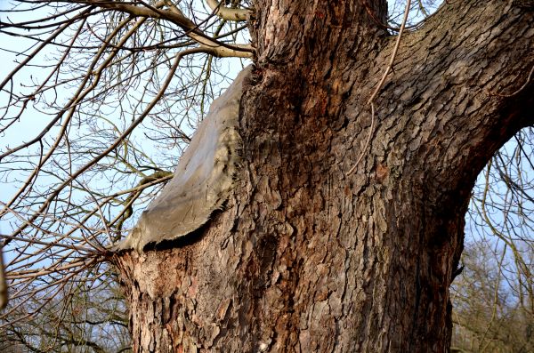 Tree Realignment