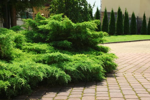Juniper Shrub Removal