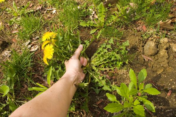 Flowerbed Weed Management