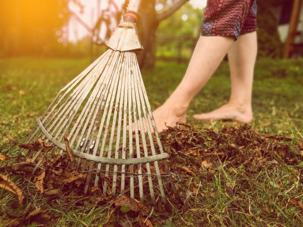 Seasonal Clean Up