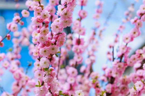 Japanese Cherry Tree Planting - Japanese Cherry Tree Planting Pueblo, Colorado