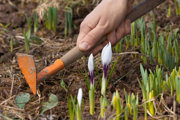 Flower Garden Weeding