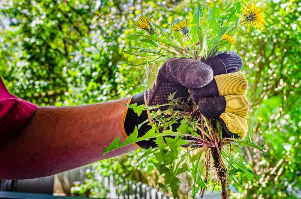 Flowerbed Weed Control