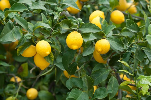 Lemon Tree Shaping