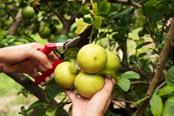 Lemon Tree Trimming