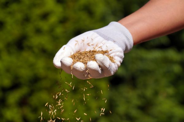 Residential Turf Seeding