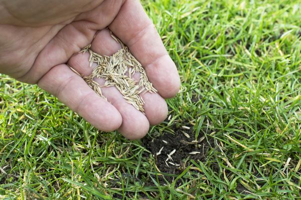 Fall Grass Seeding