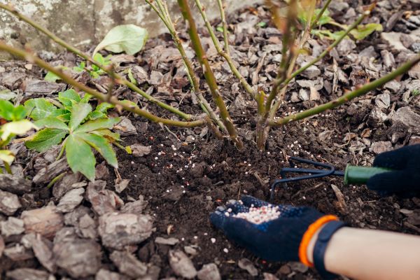 Shrub Fertilizing