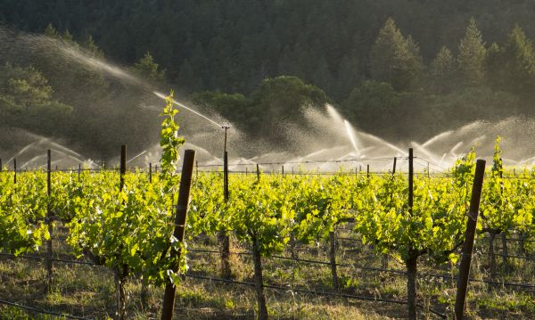 Horticultural Irrigation