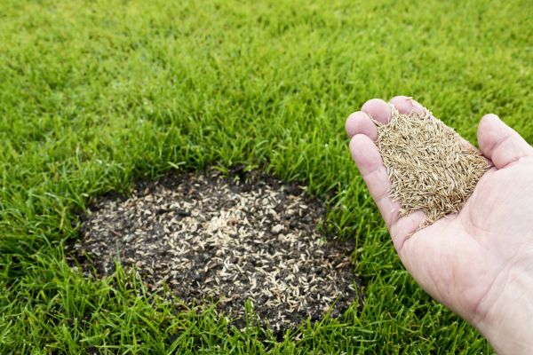 Autumn Lawn Reseeding