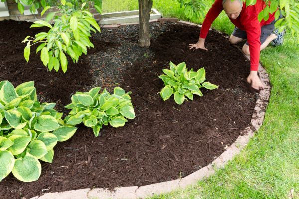 Mulch Treatment