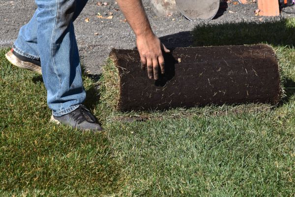 Backyard Lawn Replacement