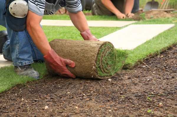 Zoysia Grass Installation