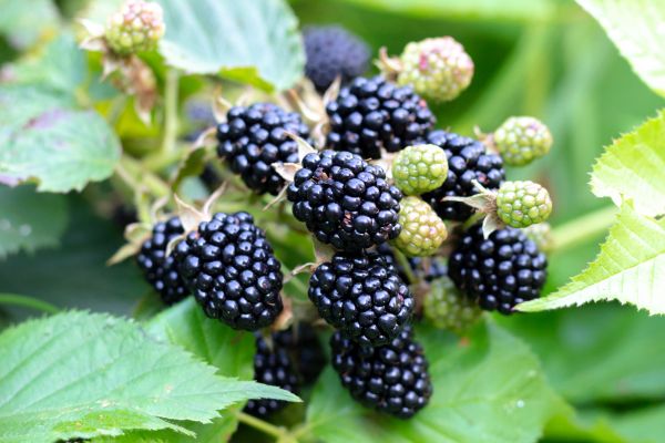 Blackberry Shrub Elimination
