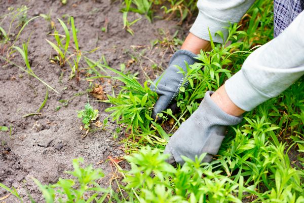 Flower Bed Weed Management
