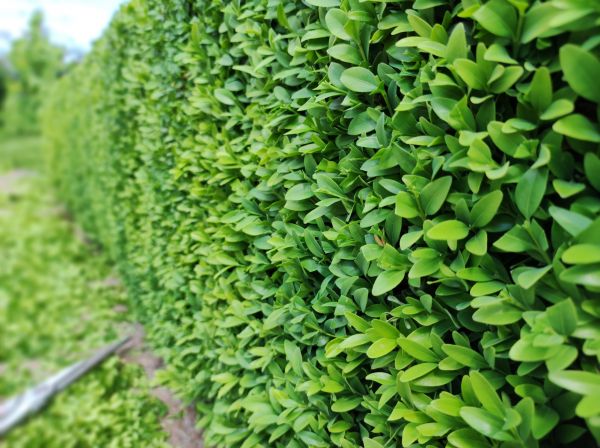 Boxwood Hedging