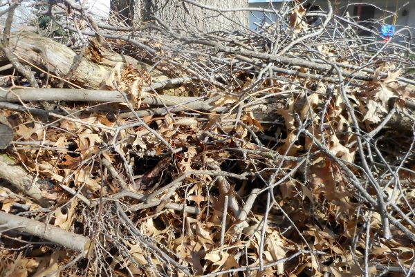 Brush Pile Cleanup