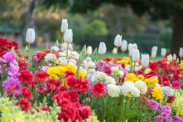 Flower Garden Creation