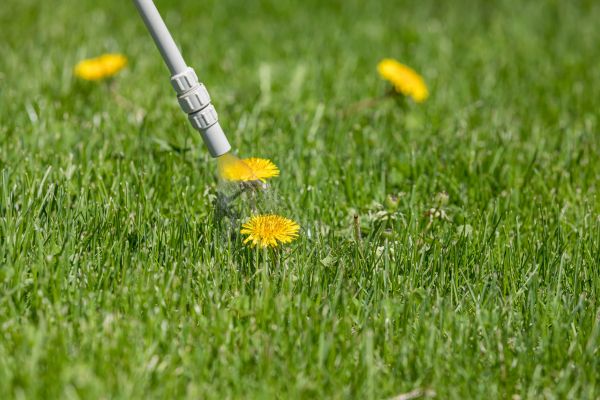 Lawn Weed Spraying