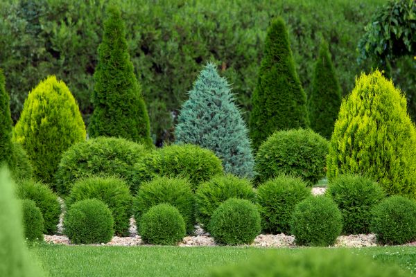 Shrub Nourishment
