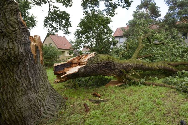 Fallen Tree Removal Service