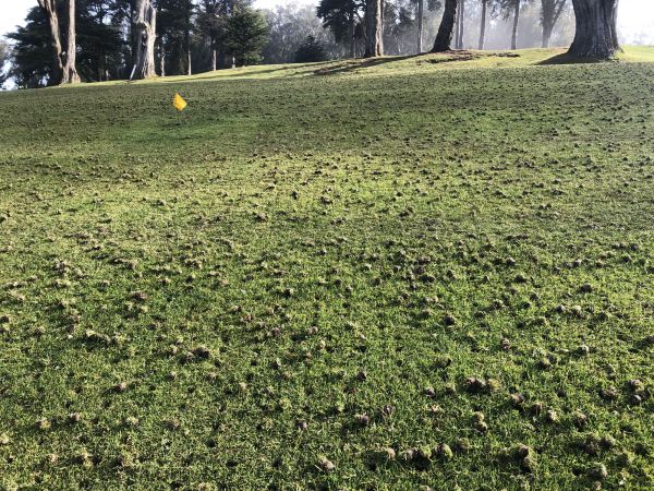 Soil Aeration Service
