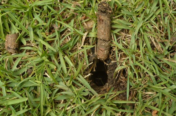 Soil Oxygenation
