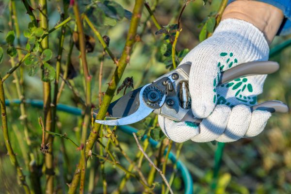 Roses Pruning