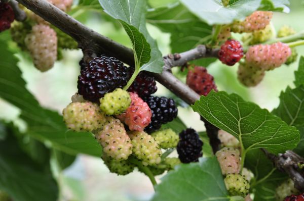 Mulberry Tree Pruning