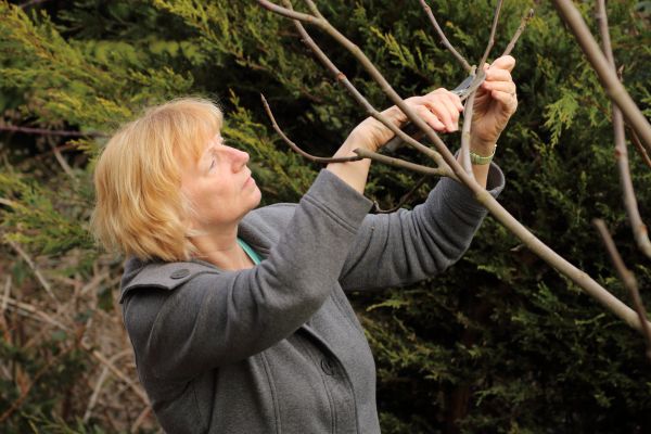 Fig Tree Pruning