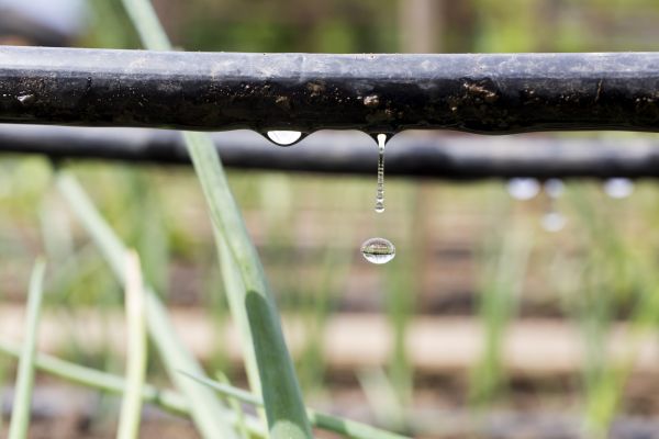 Drip Line Irrigation Service