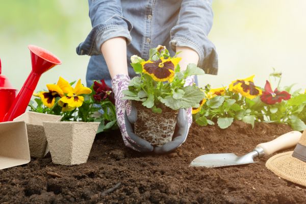 Spring Planting