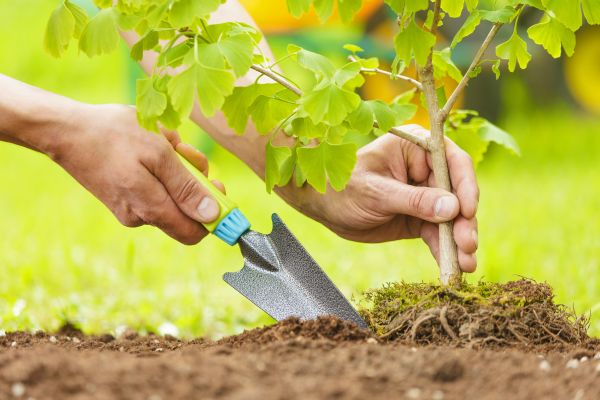 Fruit Tree Planting