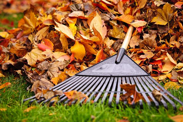 Spring Landscape Cleanup