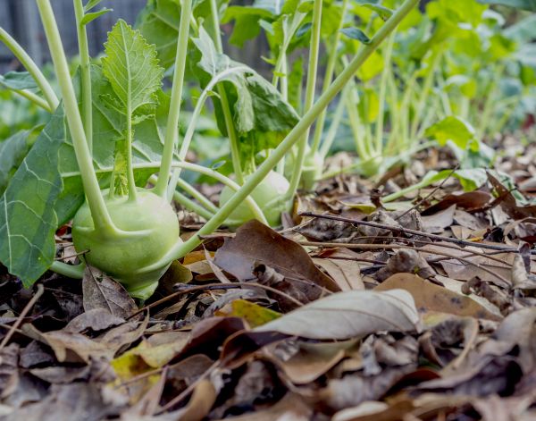 Leaves Mulching