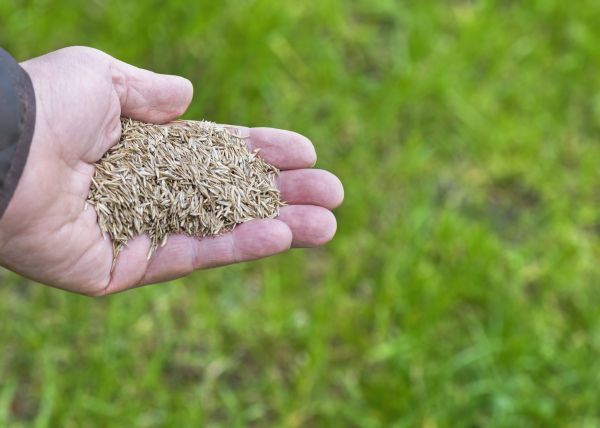 Spring Lawn Seeding