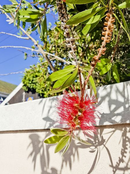 Bottle Brush Hedge Trimming