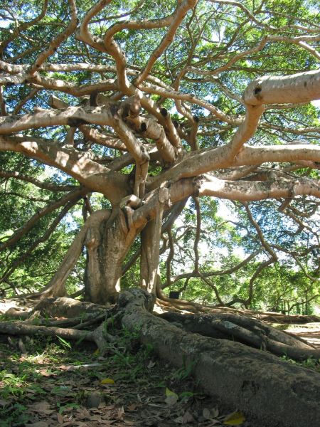 Fig Tree Shaping