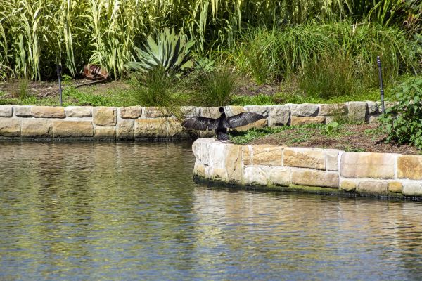Pond Barrier Installation