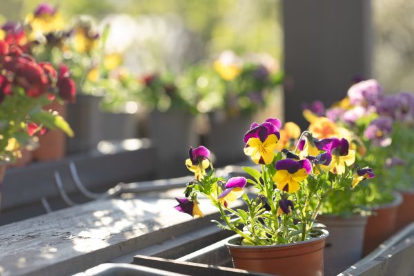 Springtime Planting