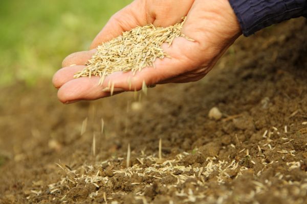 Autumn Turf Seeding