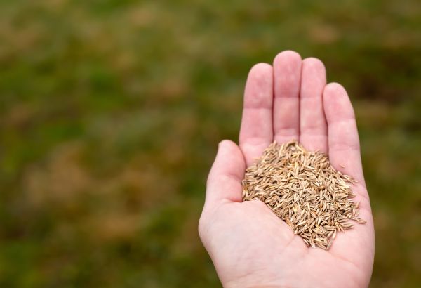 Fall Grass Overseeding