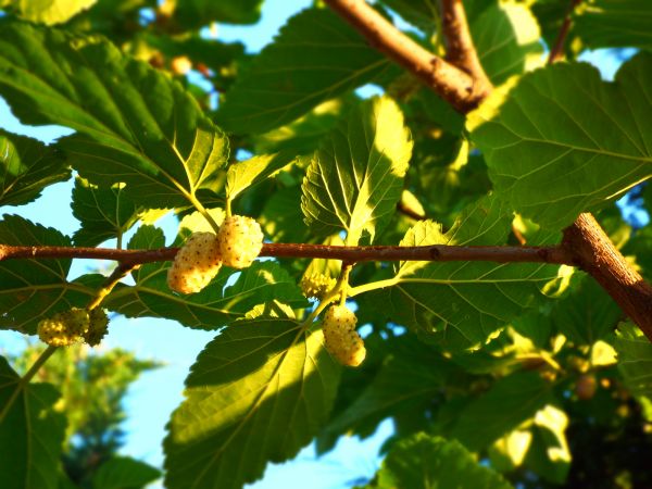 Mulberry Pruning