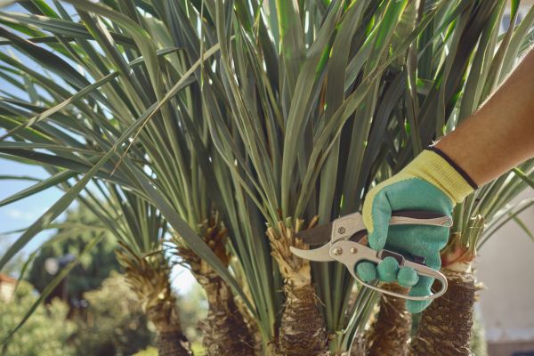 Yucca Cutting